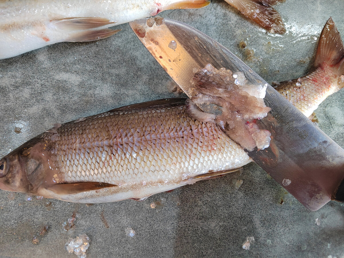 Чешуя с хариуса снимается очень легко