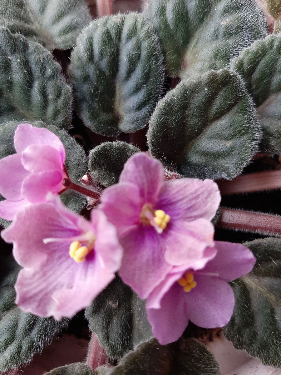 Обычно фиалки любят все. Их просто выращивать, они неприхотливы, хорошо смотрятся в квартире. 