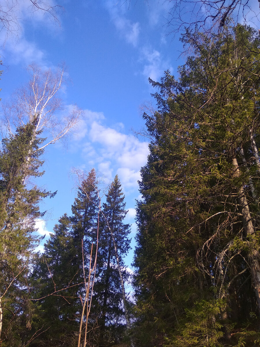 Небо над Нарнией