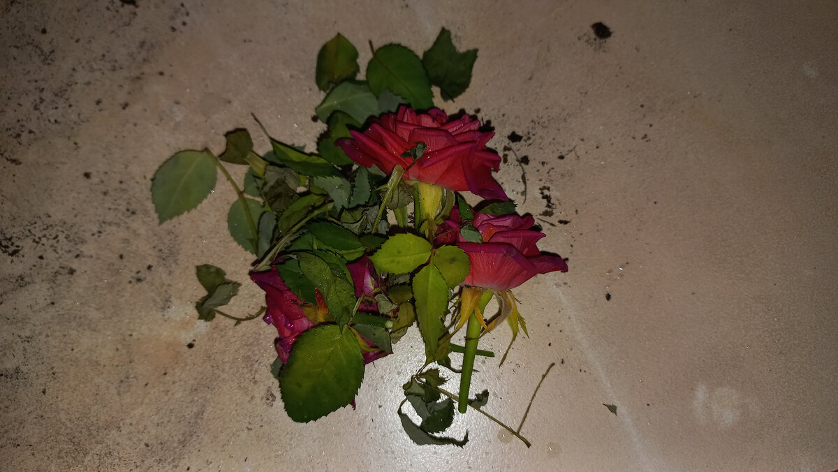 Как пересадить купленную розу кордана