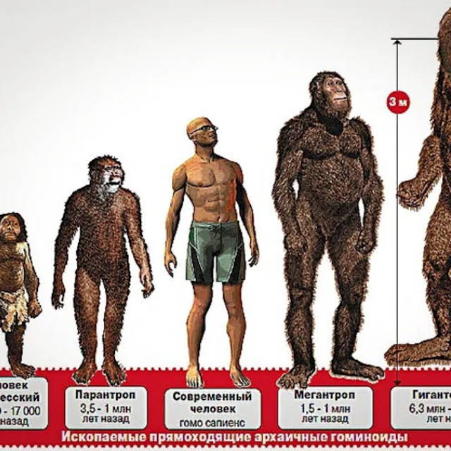 Сколько лет назад человек. Человек флоресский и Гигантопитек. Гигантопитек рост вес. Человек флоресский рост. Мегантропы и гигантопитеки.