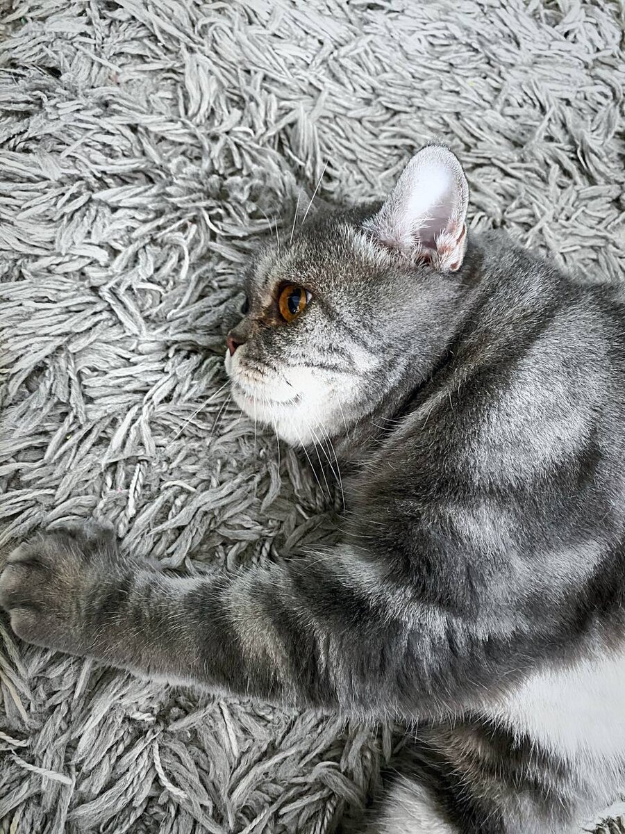 Почешите меня за ушком🐈‍⬛