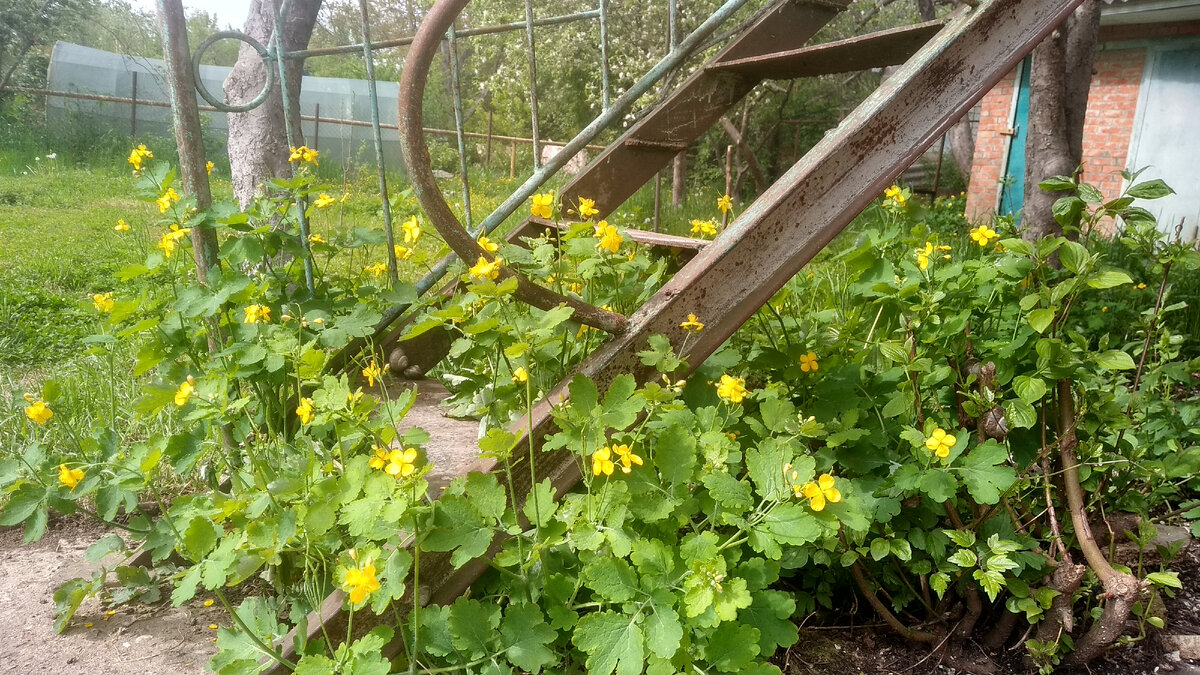 Чистотел вырос под лестницей