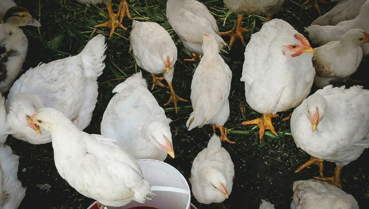     В связи с принятием правительством Удмуртии указа «Об установлении ограничительных мероприятий» на части территории Глазовского района объявлен карантин, сообщил минсельхоз региона.