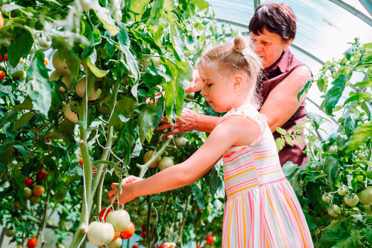 Вот такой урожай помидор у нас.