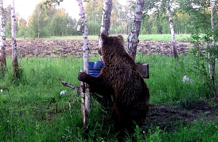 Медведь на даче