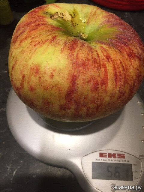 Сорт Фунтовка.