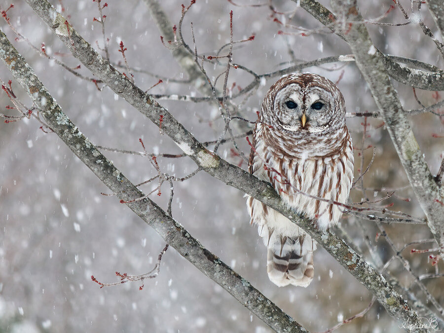 Название Snowfall gaze; Автор Sophiane; https://500px.com/photo/1028969225/snowfall-gaze-by-sophiane