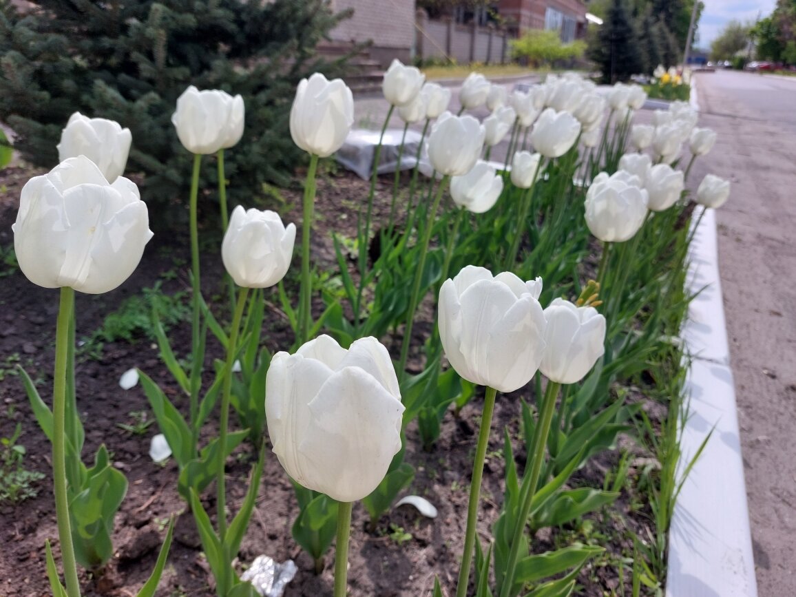 Как выглядит мой посёлок в майские праздники. Тюльпановые клумбы 🌷🌷🌷 |  Зелёная ведьма 🌿🌷🌼🌻🌸🌿 | Дзен