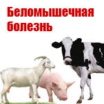Беломышечная болезнь (« мышечная дистрофия», «миопатия», «восковидная дегенерация мышц») -тяжелое заболевание молодняка сельскохозяйственных животных и птиц, протекающая с нарушениями минерального, белкового и углеводного обмена, а также с функциональными, биохимическими и морфологическими изменениями в скелетной мускулатуре и сердечной мышце.