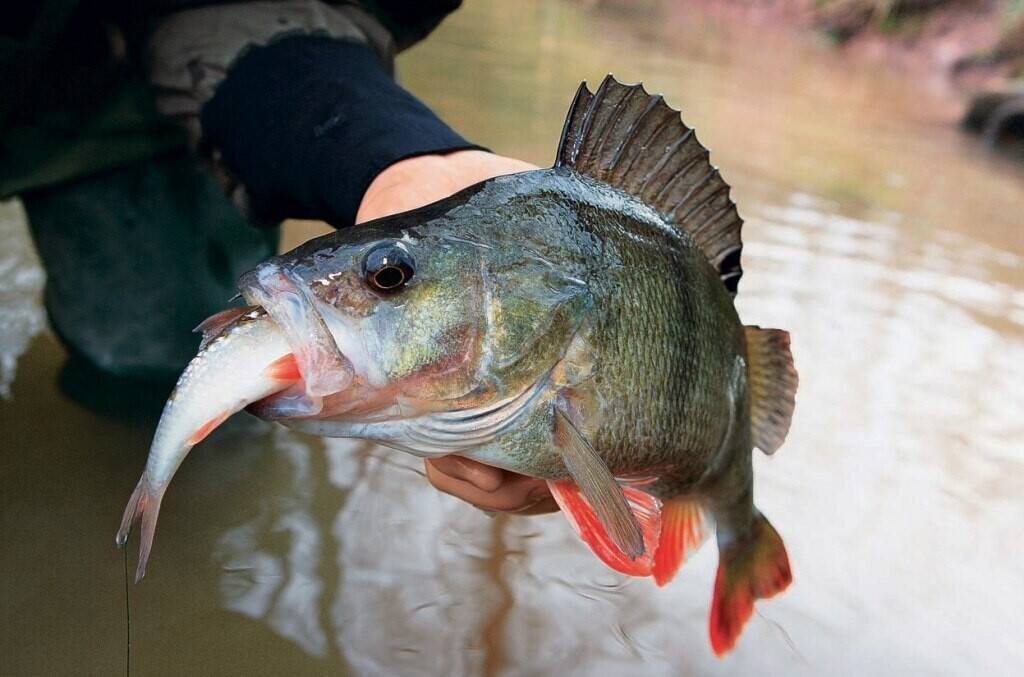 Фото с сайта: https://activefisher.net