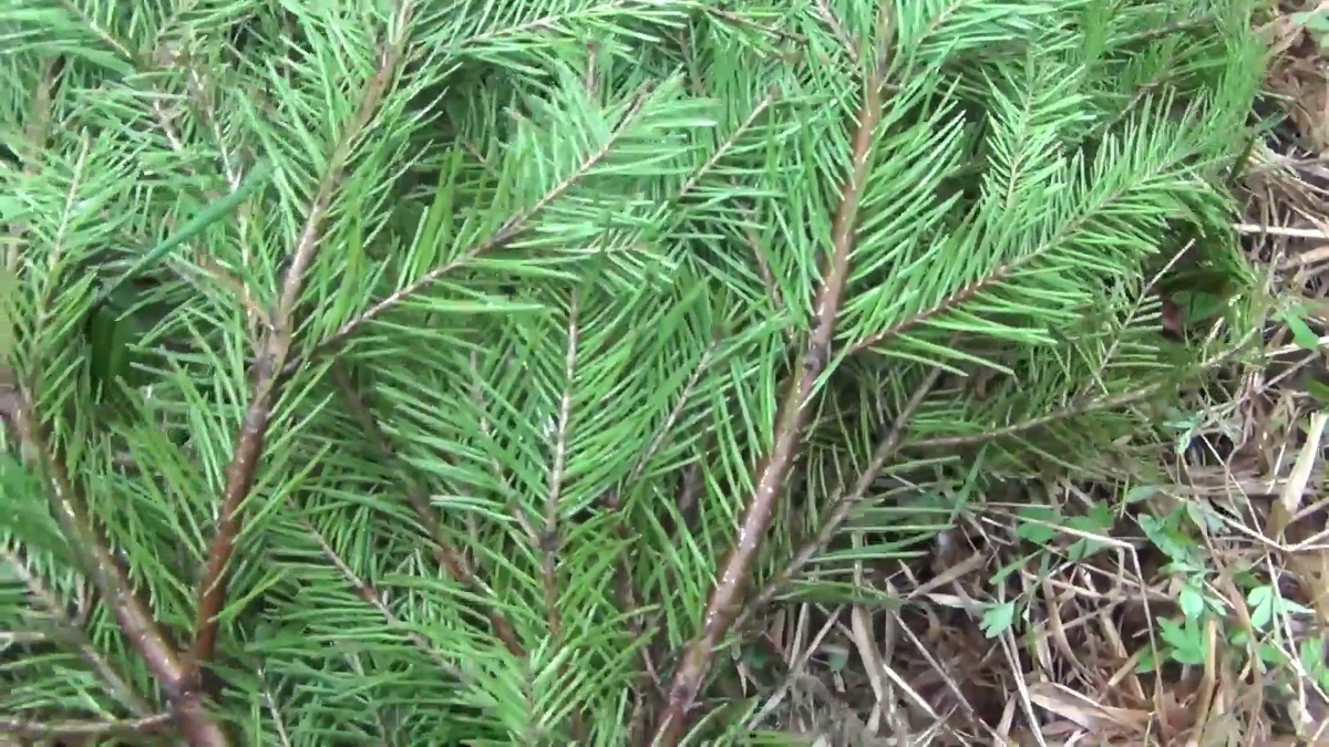 Рыбу прячем под ветки пихты - зверь не чует и от солнца прикрывает  - (смотрите на видео внизу статьи)