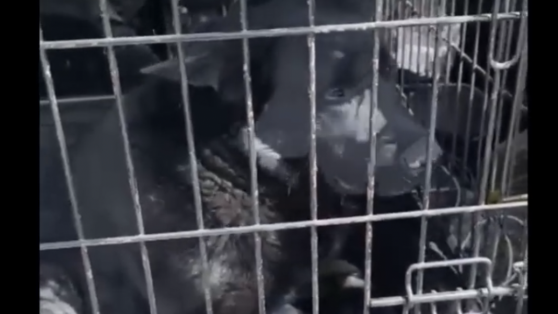 Хозяева проснулись от шума и испугались