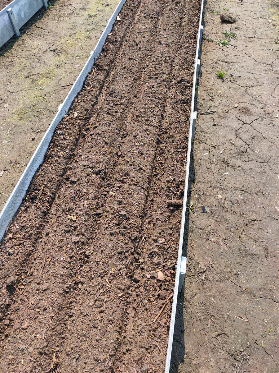 Грядка с канавками. Фото автора.