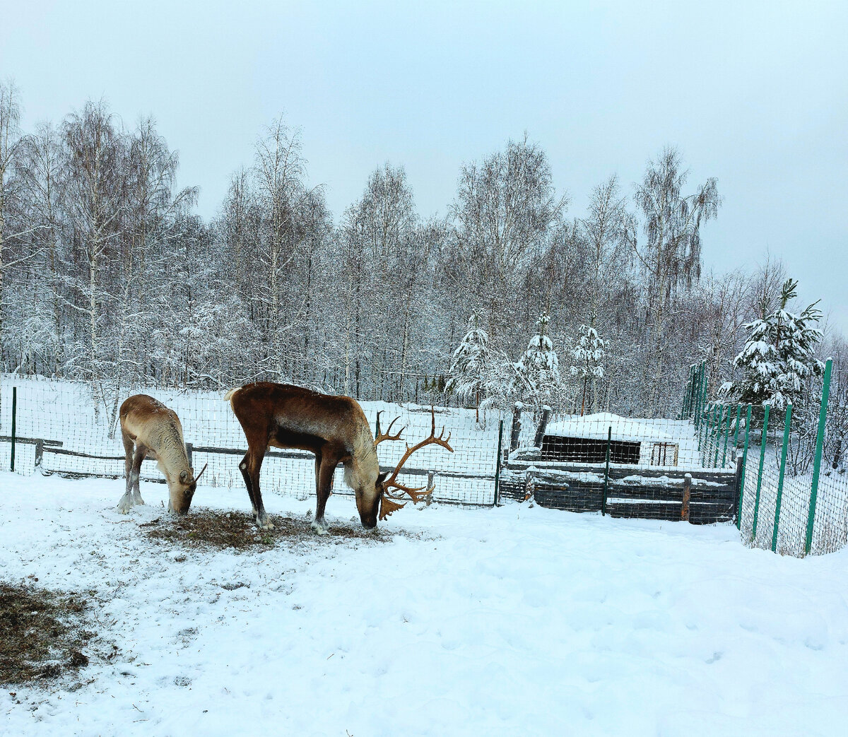 Северные олени в вольере