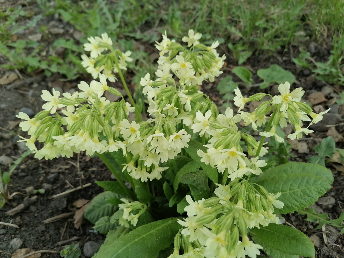 Примула, которую в наших краях называют просто первоцветом