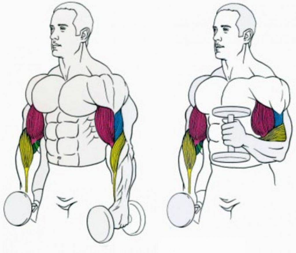 Подъём гантелей на бицепс хватом «молоток». Подъем гантелей на бицепс хватом «молот». Подъём гантелей на бицепс молотковым хватом. Брахиалис.