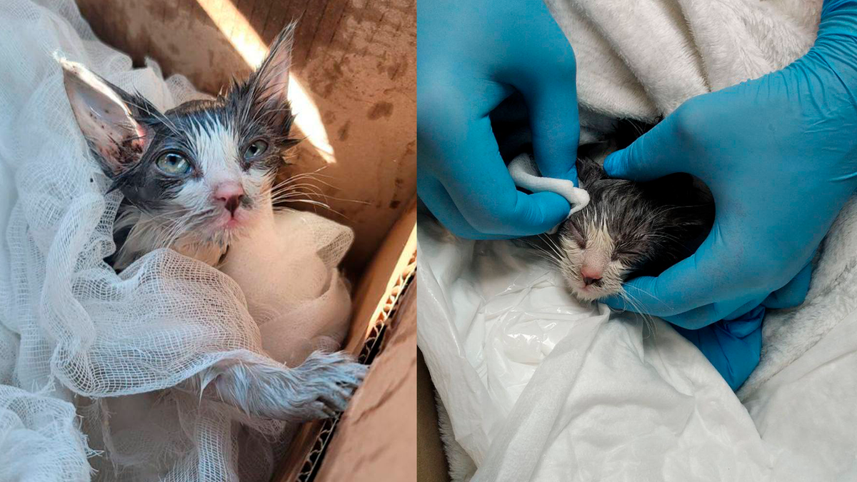 Девочка спасла котенка. Девочка спасла котенка. Взрослый кот и котенок подросток. Машина забивает лысепед с человеком. Девочка спасла котенка.