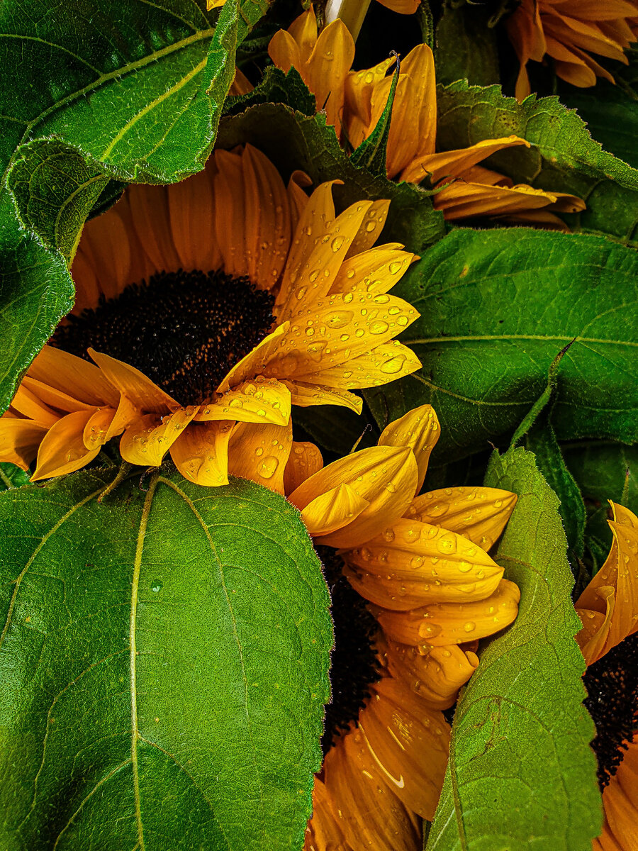 Helianthus argophyllus