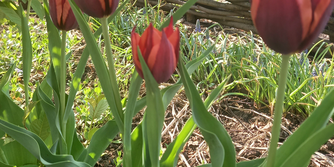 Тюльпаны: какие выкапывать, а какие нет, когда это делать, как хранить и сажать