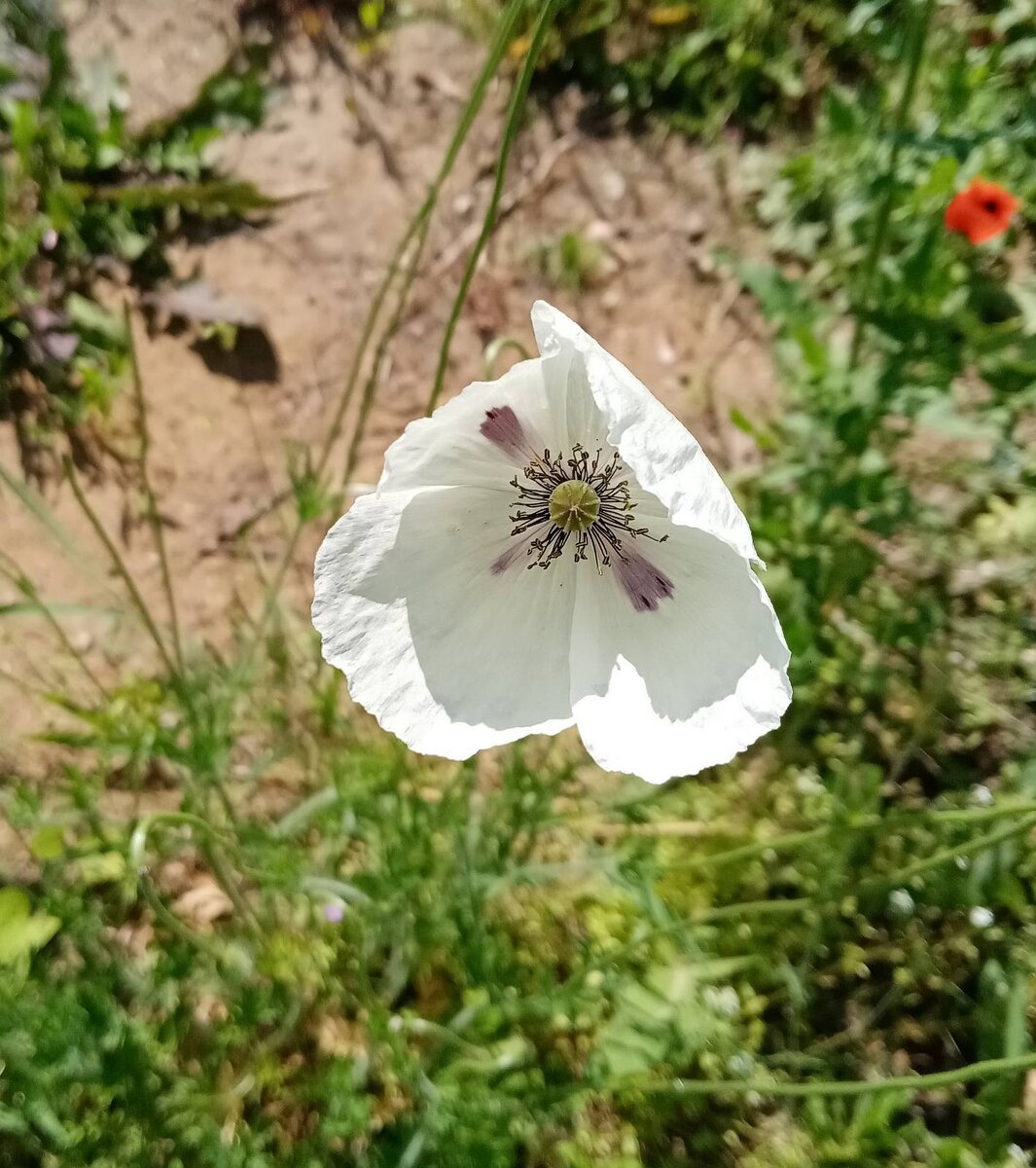 Белый мак - это разрыв шаблона, не такой как все.