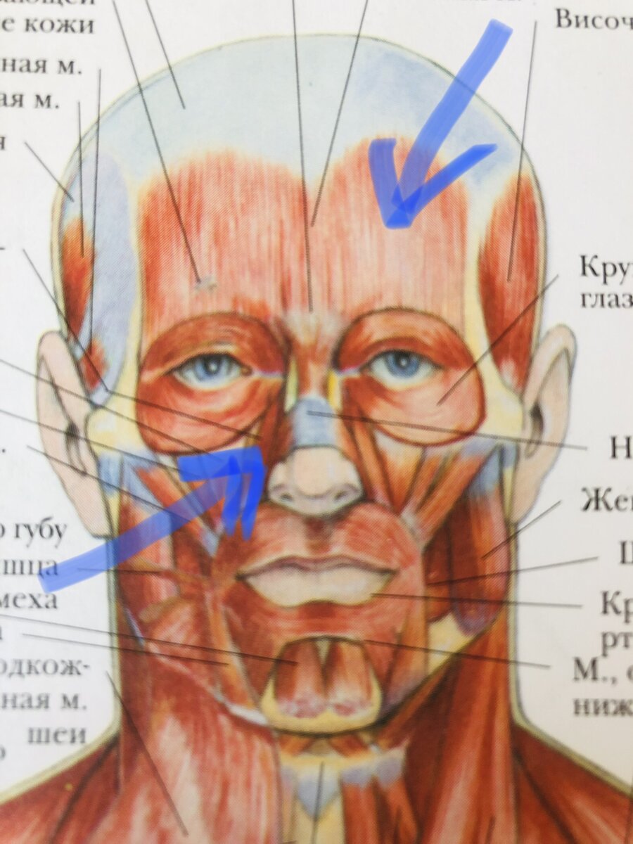 Поднимающая верхнюю губу и крыло носа. Мышца поднимающая верхнее веко. Мышца опускающая бровь. Мышца опускающая верхнее веко. Мышца опускающая верхнее веко анатомия.