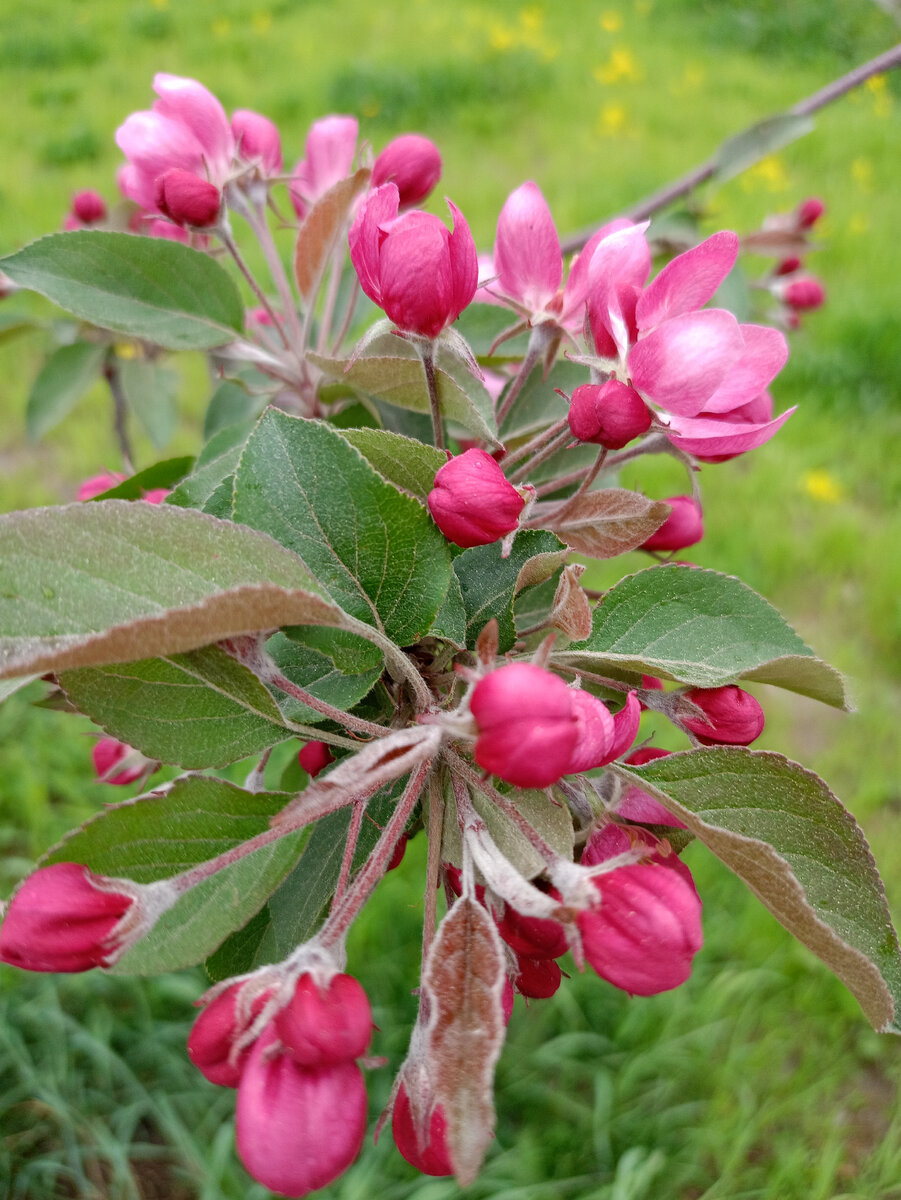Мы все расцветём, дайте только время. 