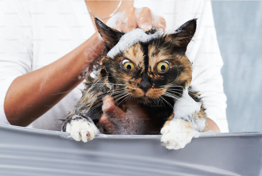 Можно мыть кошек мылом. Мытье кота. Кошка моется. Купание кошки. Помытый кот.
