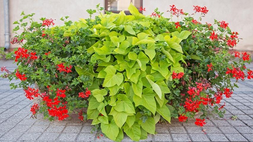 Ипомея батат прекрасно сочетается с цветущими растениями