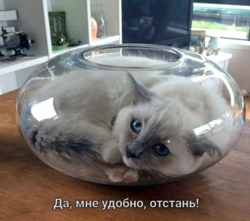 Коты - это жидкость? Приведем вам 8 фото в доказательство | Жизнь ...