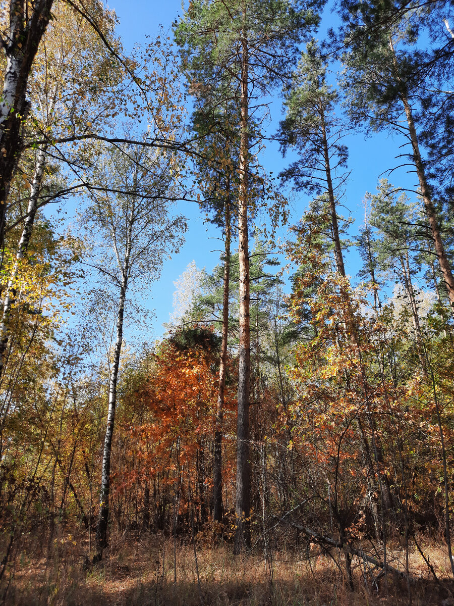 И только в природе есть совершенство. 