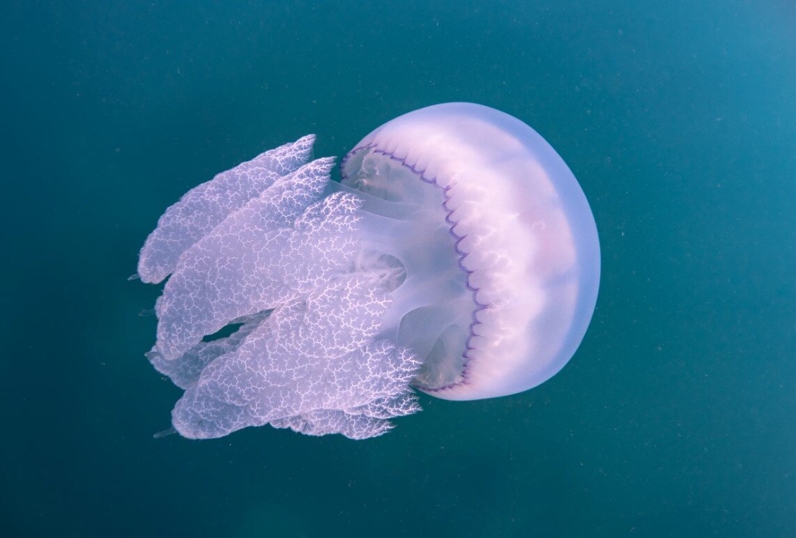 Медуза корнерота