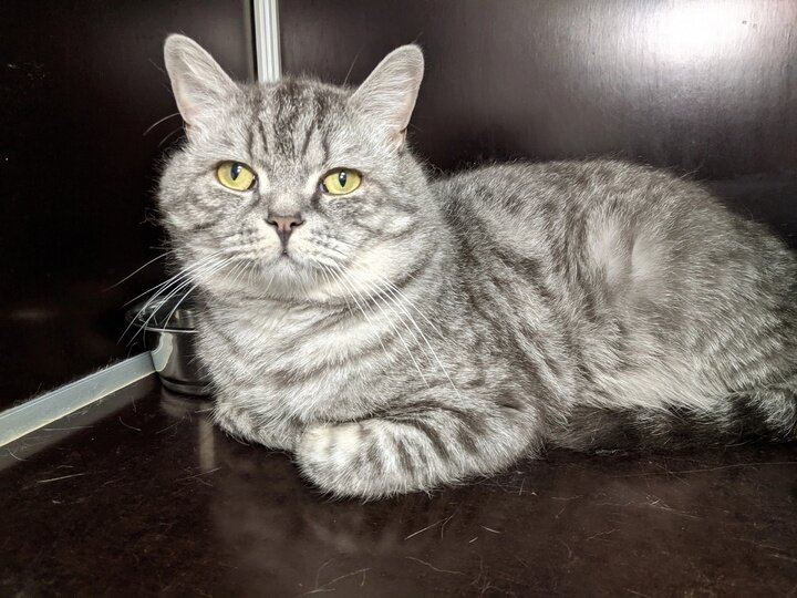     ФОТО: VK.COM ЦЕНТР ПОМОЩИ БЕЗДОМНЫМ ЖИВОТНЫМ «ЛУЧИК» Г. НАДЫМ