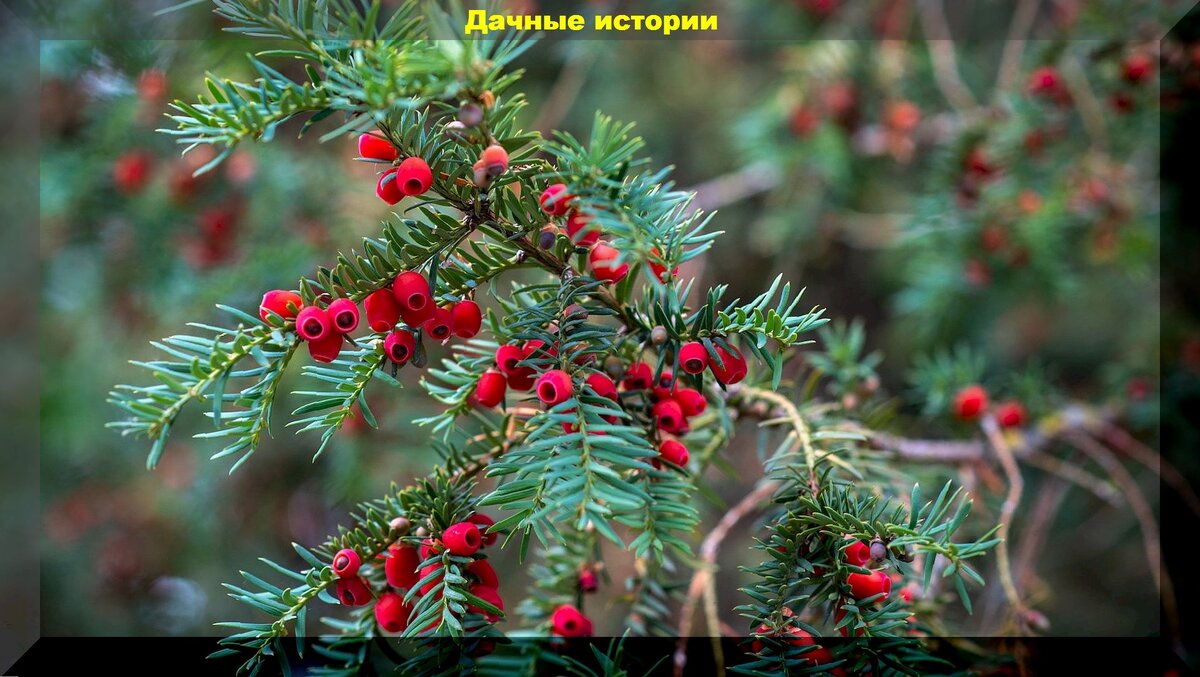 https://vk.com/photo-159774511_457260357. Тисс ягодный 
