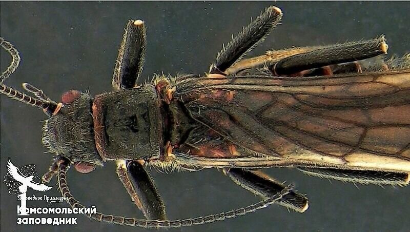     Обнаруженное в Комсомольском заповеднике насекомое получило название Capniayavorskayae