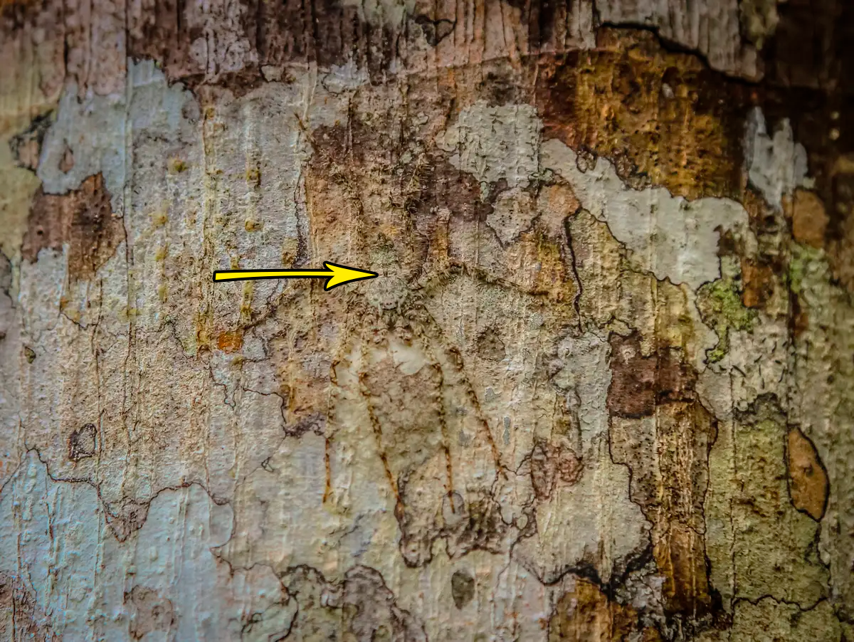 Добавьте описание