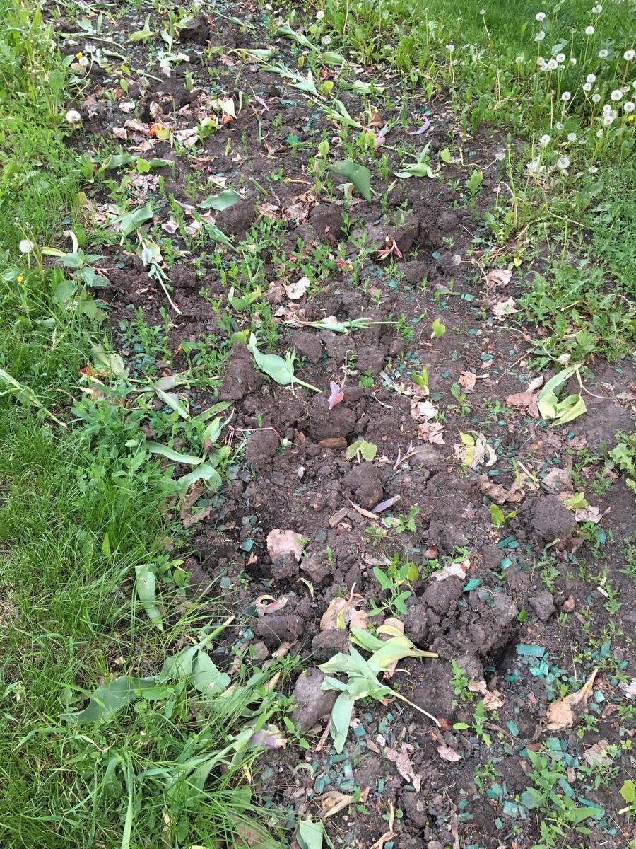 Все цветы врывали на Осеннем бульваре в Крылатском. 