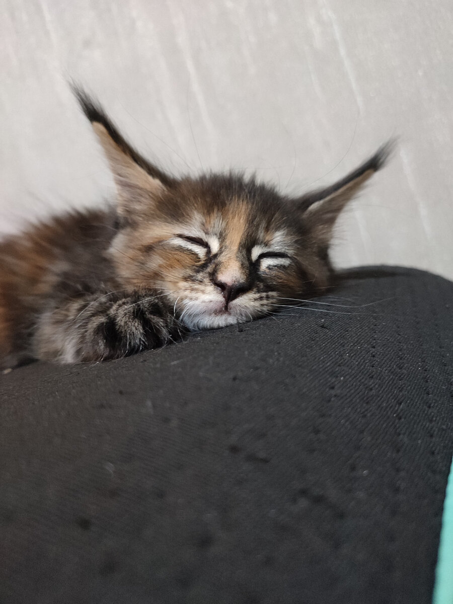 Любимая подушка