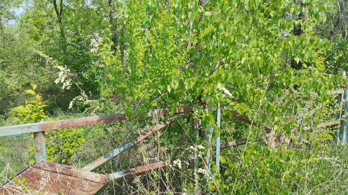Всего метр в высоту. 