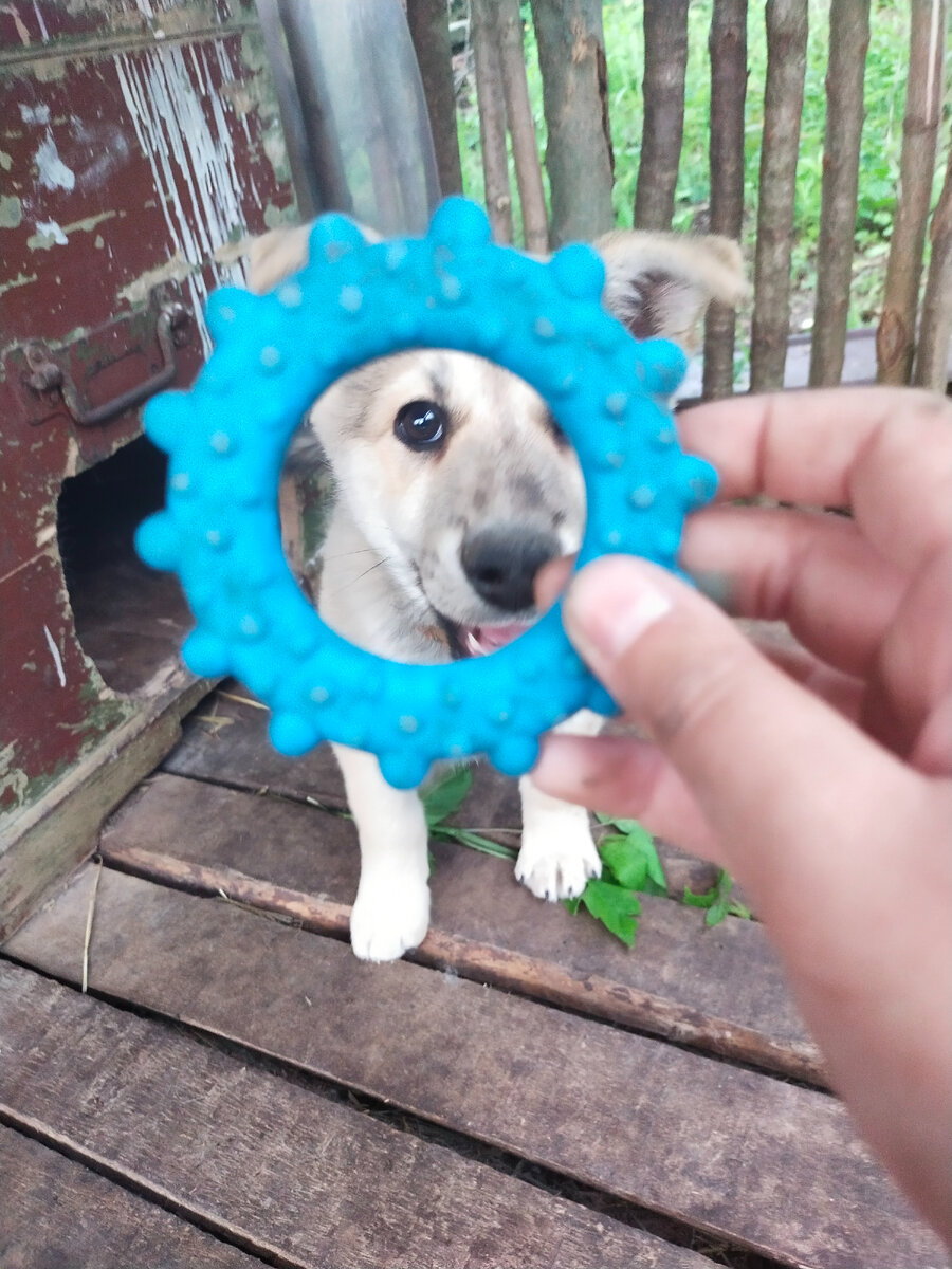 Мой щенок Лакуся