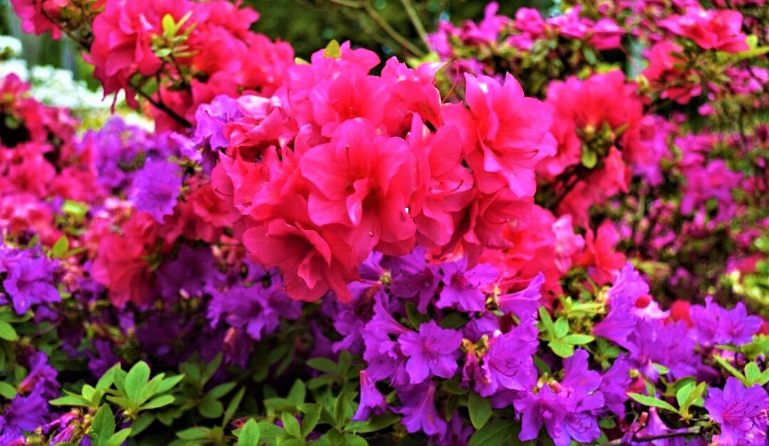 Азалия сочи фото Очень красивый кустарник с ярким и обильным цветением! GardenLife Дзен