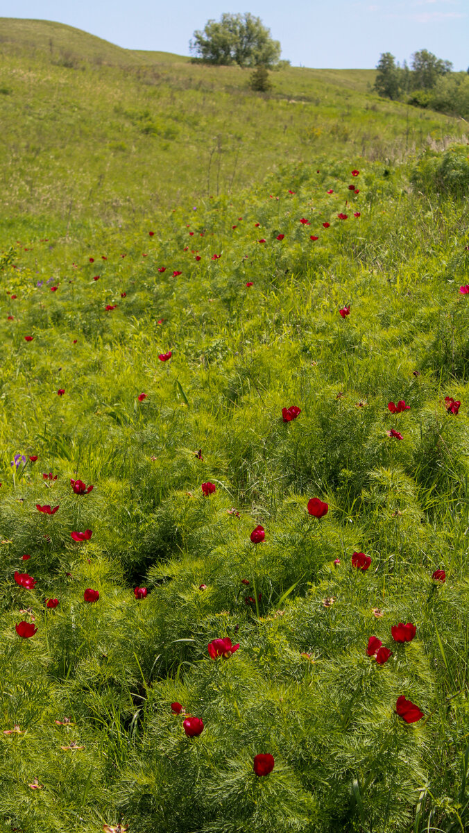 Селищева балка - долина дикорастущих пионов