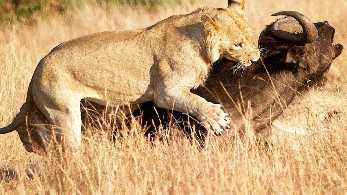 Лев есть мясо. Лев охотится. Львица охотится. Охота Львов в дикой природе.