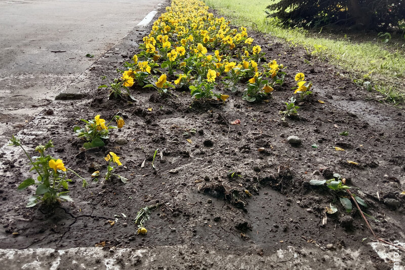    Цветов уже не хватает на клумбах на Красноармейской площади, проспекте Победы, в сквере на Верещагина, на площади Металлургов