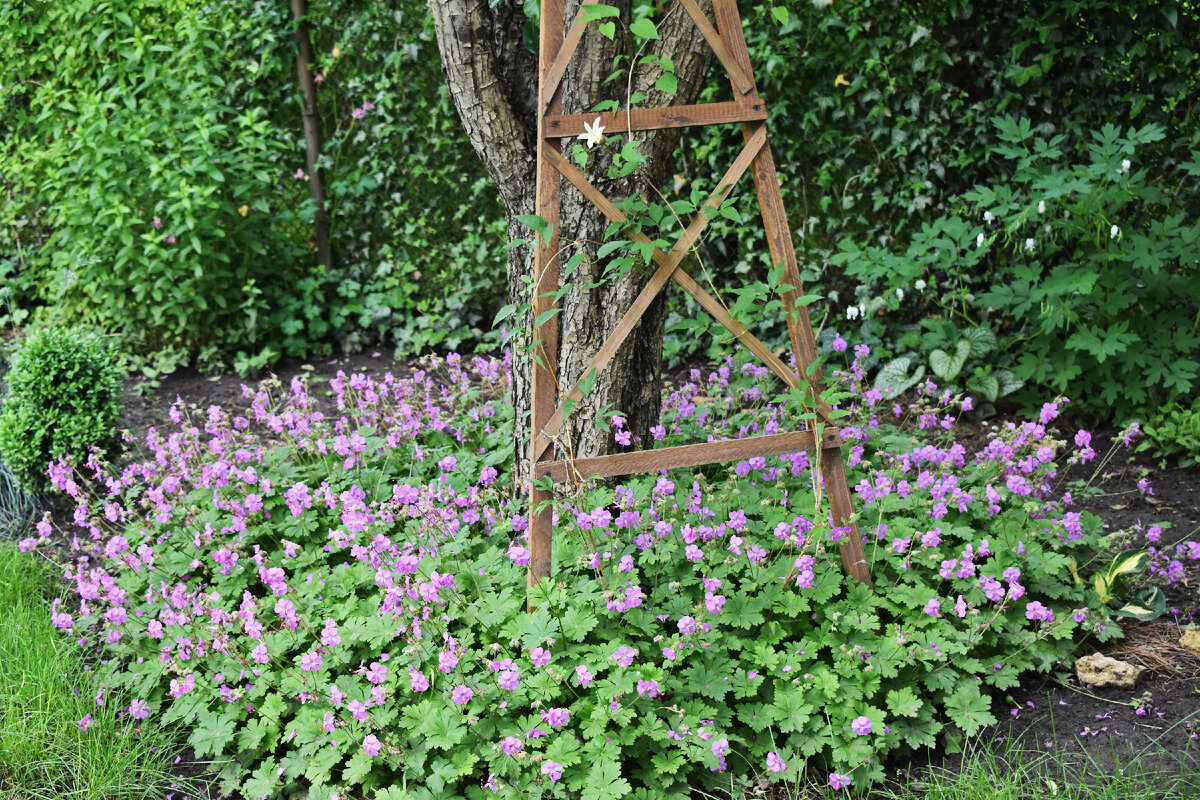 Цветет герань крупно-корневищная