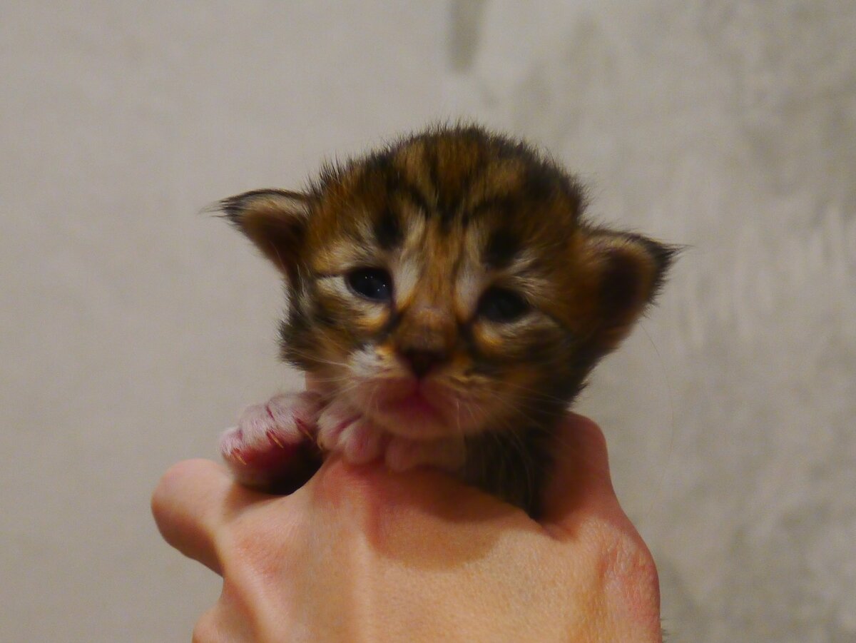 Норвежская лесная малышка Легенда, fashionpeak.ru