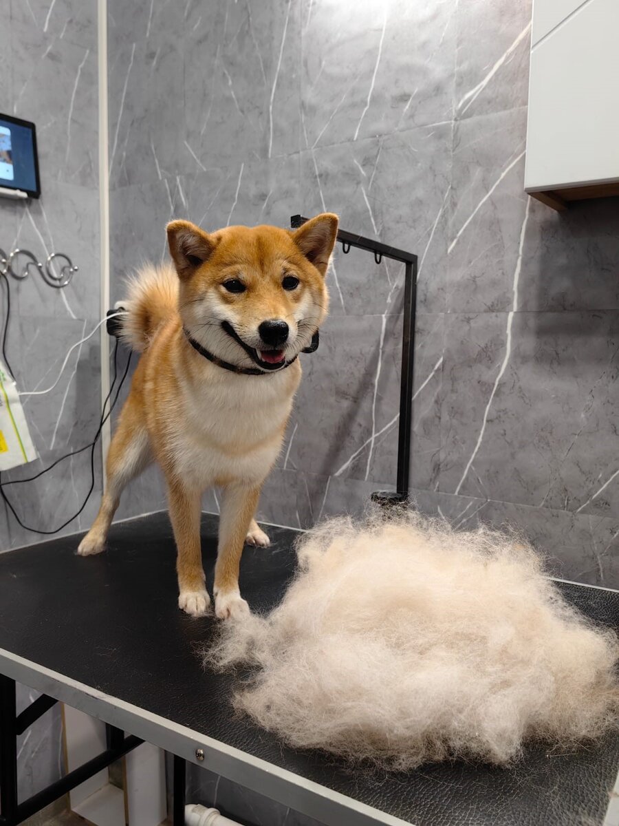 Минори после линьки -красота неимоверная как я писала выше ))