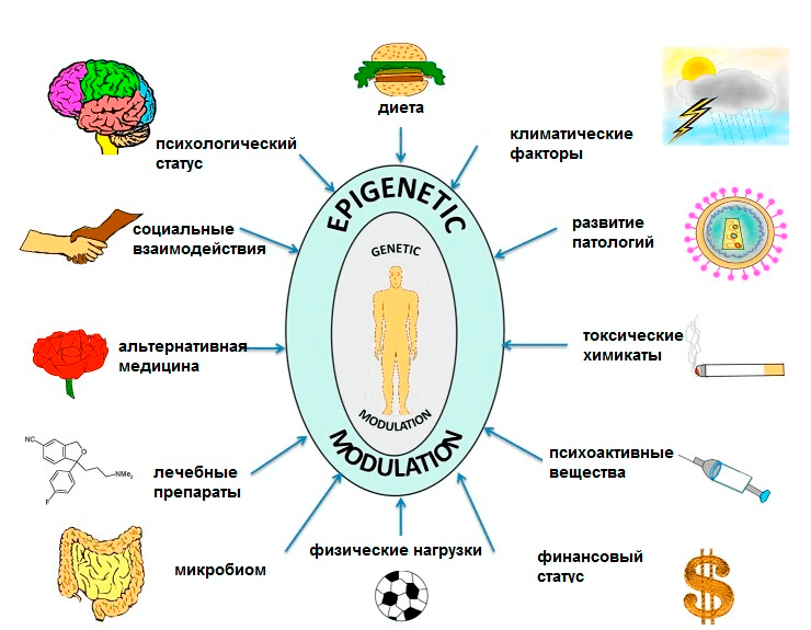 факторы эпигенетики