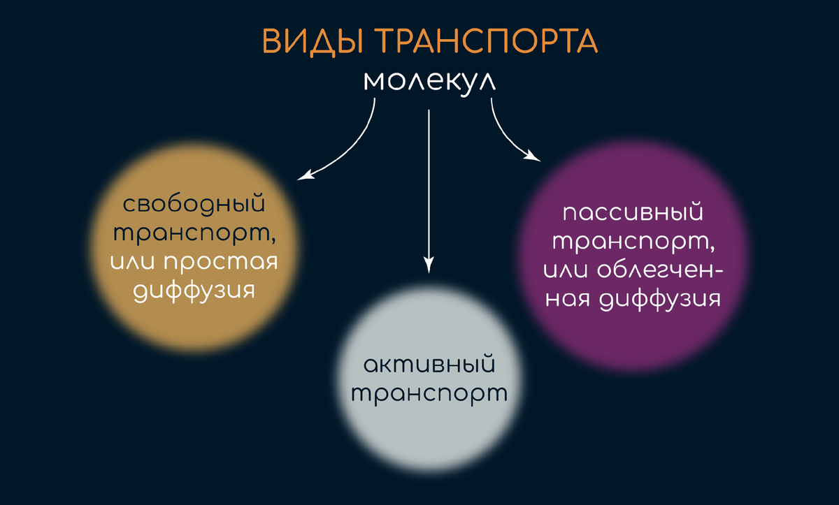 Симпорт это физиология. Транспорт веществ через мембрану биофизика. Схема транспорта веществ через полупроницаемую мембрану. Активный и пассивный транспорт ионов через клеточную мембрану. Виды транспорта молекул.