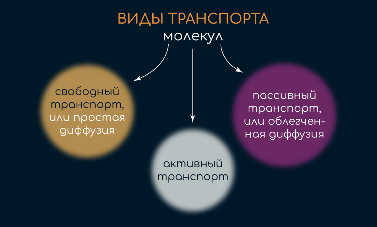 Транспортная функция поверхностного аппарата клетки | Александр Сеченов из  медицинской онлайн школы - Sechenov Universkill | Дзен